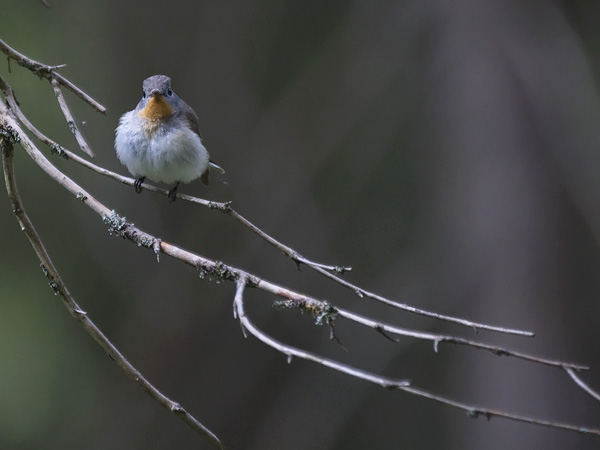 Pikkusieppo, Red-breasted Flycatcher, Ficedula parva